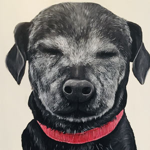 Shrodinger’s Dog