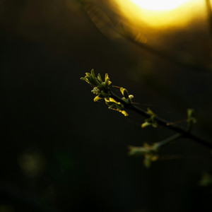 First Light of April