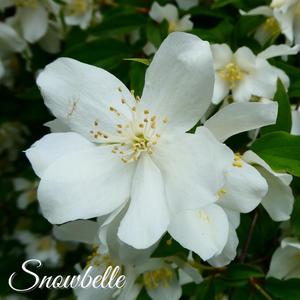 Snowbelle