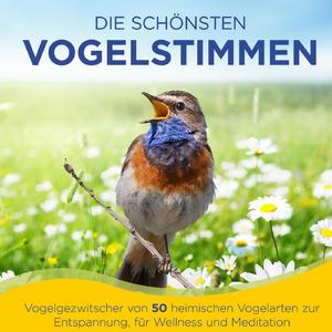 Uferkonzert (Rauchschwalbe, Rohrammer, Wasserpieper, Schilfrohrsänger, Wasseramsel, Teichrohrsänger, Sumpfmeise, Rohrschwirl) - mit harmonischer Musik