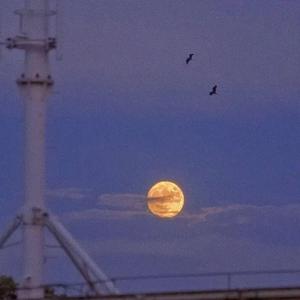 曾经（Feat.YOLO._约洛）