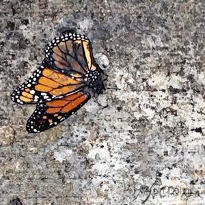 I Have No Mouth And I Must Scream