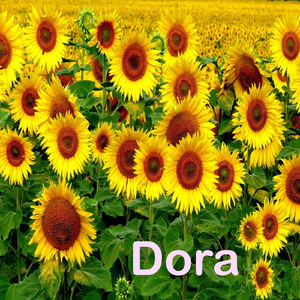 Dora
