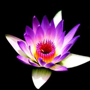 "Journey into the Unknown"