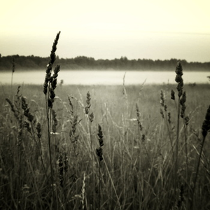 In Dreams