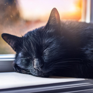 Capas Que Calman A Los Gatos