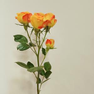 吉林的风吹过唐山吹到了河南