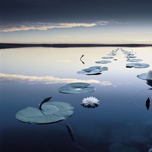 郁郁寡欢的笔墨 (9)