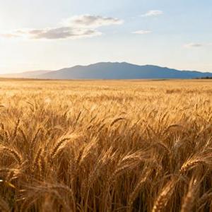 伤心城市（Cover 冷漠）