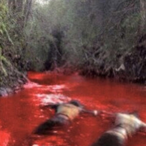 SWAMPS OF BLOOD
