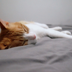 可乐（Cover 赵浴辰）