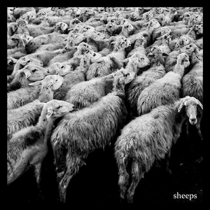 Sheeps