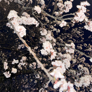 miss，miss（思念，错过）