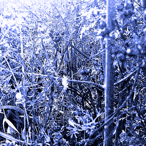 Foraging