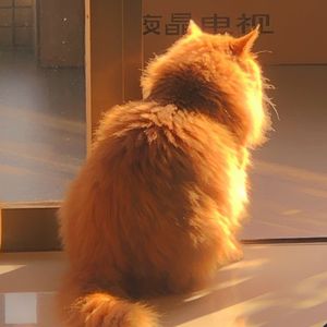 猫的一生