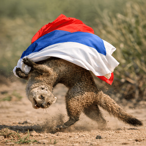 Кидок мангуста