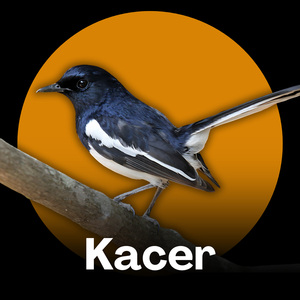 Kacer Gacor - Kicauan Gacor yang Menggugah Emosi dan Stamina