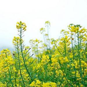 山野