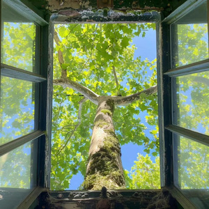 就让岁月开成一朵花