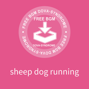 sheep dog running