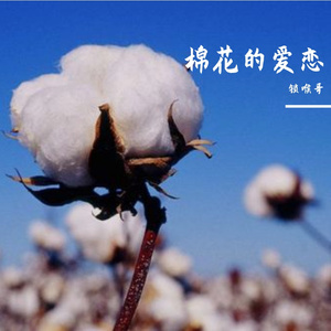 棉花的爱恋