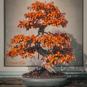 A Calendar of Wisdom