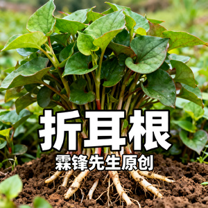 折耳根