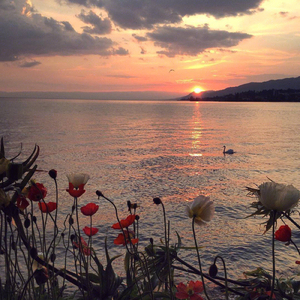 万种风情实非良人