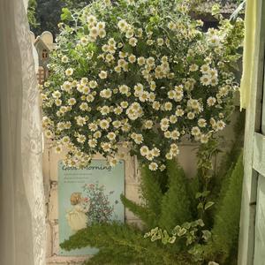 红红的太阳 国旗国旗真美丽