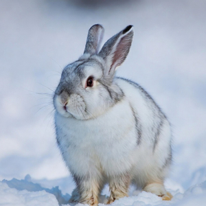 Snowbunny