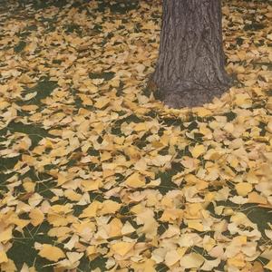 风归故里（demo小样）