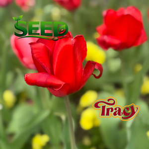 Seed