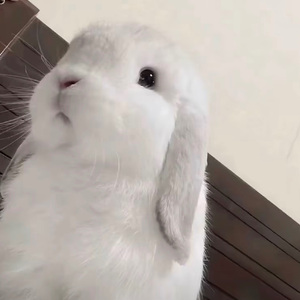 清梦遥