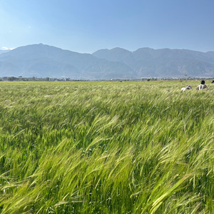 Call of silence(钢琴版)