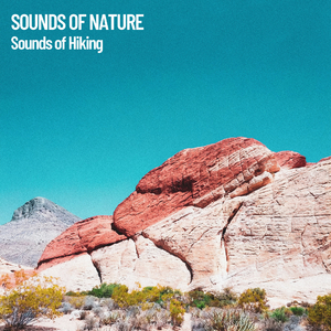 Loneliness in the Mountain Forest