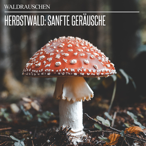 Frühmorgendlicher Vogelchor