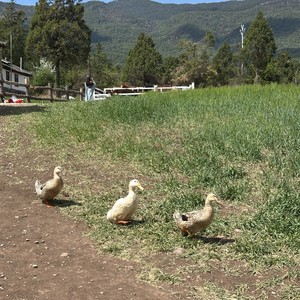 Psychedelic Dreamscape