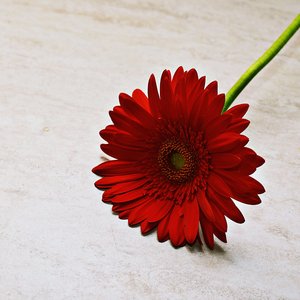 The Courage to Be Disliked