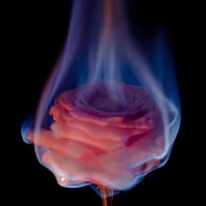 从盛开到凋谢（prod by ljx ghost）