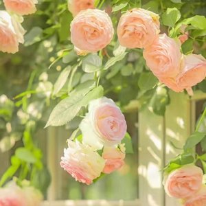 一千个伤心的理由