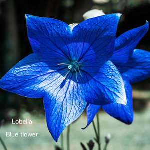 Bridal Chorus （Speedy Edit）