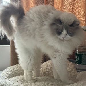 【翻唱/geebar】说谎