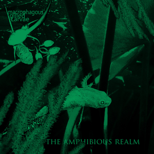 Descent To The Demesne of Tadpole Bedlam I