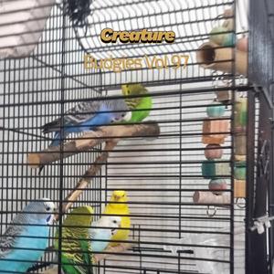 Budgies XXI (Vol XCVII)