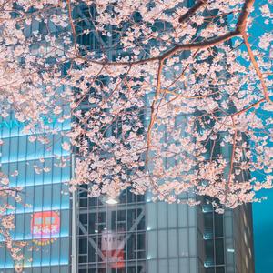 小白（翻自 韦星弟）