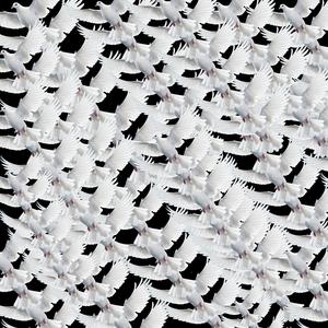 Why Not Just Fly Away? (Outro)