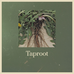 Taproot