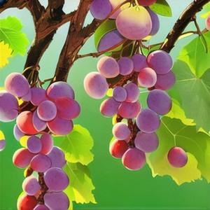 盛夏的果实 (Live)