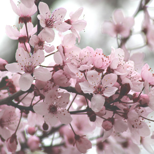 앞 마당의 꽃나무