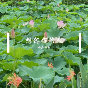 爱情花开时